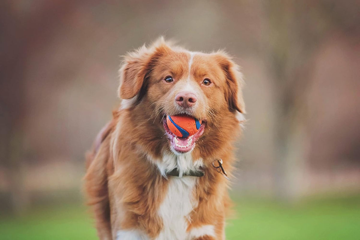 Chuckit! Ultra Squeaker Fetch Balls for Dogs, Floats, Medium 2.5in, 2 Pack