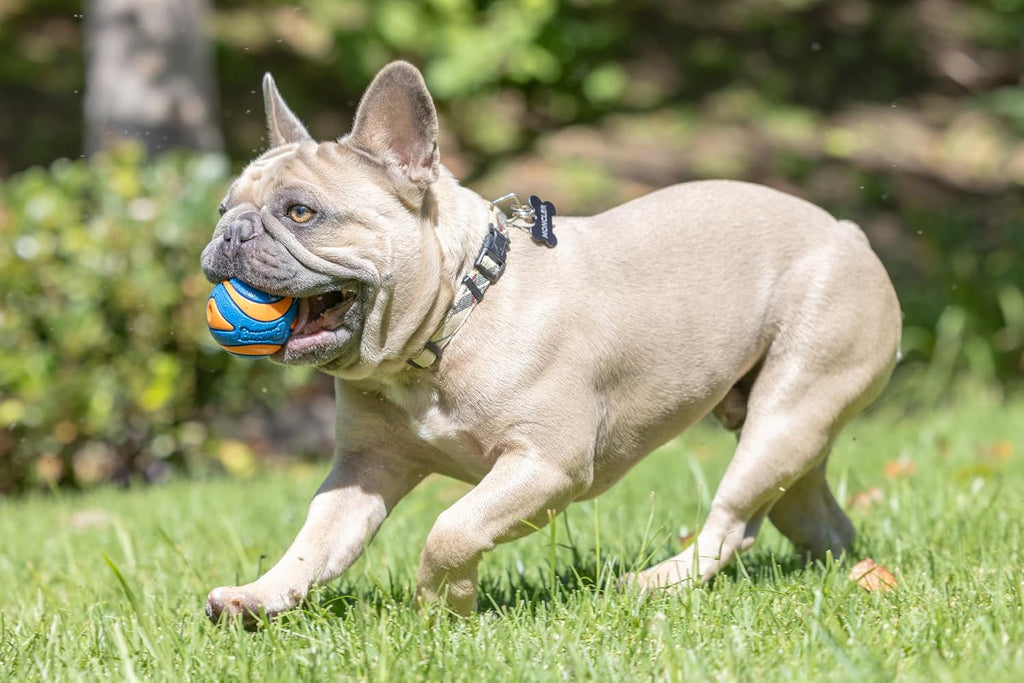 Chuckit! Ultra Squeaker Fetch Balls for Dogs, Floats, Medium 2.5in, 2 Pack