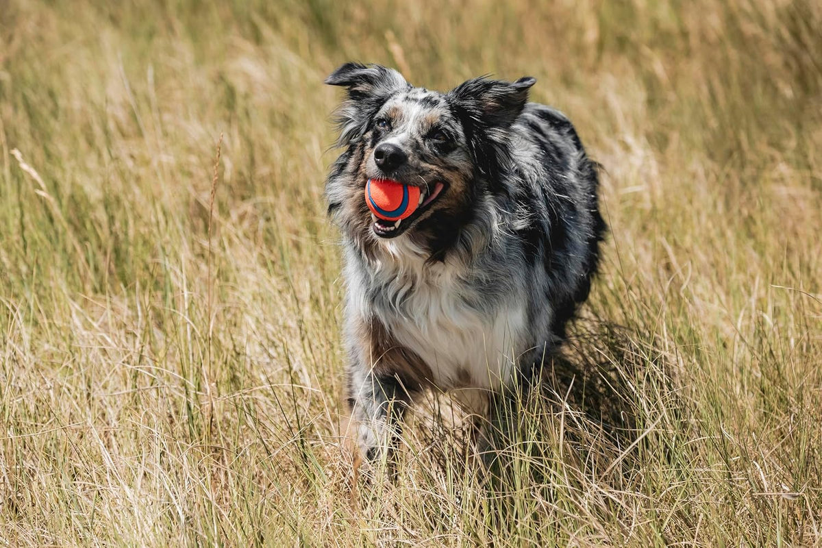 Chuckit! Ultra Squeaker Fetch Balls for Dogs, Floats, Medium 2.5in, 2 Pack