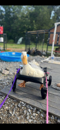 Ducky’s wheelchair